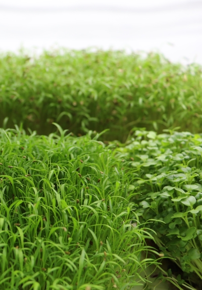 Microgreen Growing Image
